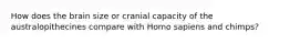 How does the brain size or cranial capacity of the australopithecines compare with Homo sapiens and chimps?