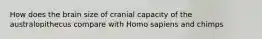 How does the brain size of cranial capacity of the australopithecus compare with Homo sapiens and chimps