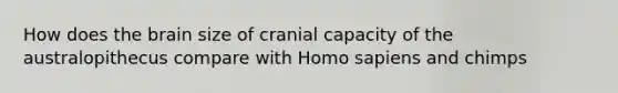 How does the brain size of cranial capacity of the australopithecus compare with Homo sapiens and chimps