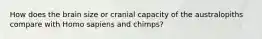 How does the brain size or cranial capacity of the australopiths compare with Homo sapiens and chimps?