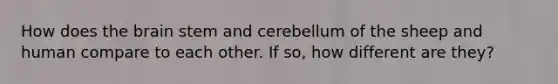 How does the brain stem and cerebellum of the sheep and human compare to each other. If so, how different are they?