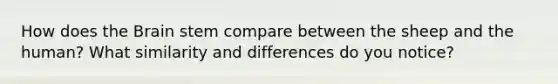 How does the Brain stem compare between the sheep and the human? What similarity and differences do you notice?