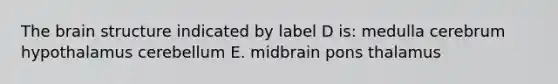 The brain structure indicated by label D is: medulla cerebrum hypothalamus cerebellum E. midbrain pons thalamus