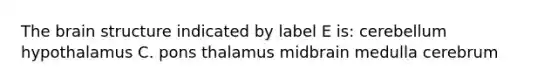 The brain structure indicated by label E is: cerebellum hypothalamus C. pons thalamus midbrain medulla cerebrum