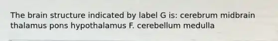 The brain structure indicated by label G is: cerebrum midbrain thalamus pons hypothalamus F. cerebellum medulla