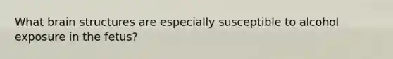 What brain structures are especially susceptible to alcohol exposure in the fetus?