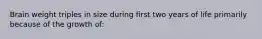 Brain weight triples in size during first two years of life primarily because of the growth of: