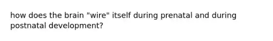 how does the brain "wire" itself during prenatal and during postnatal development?