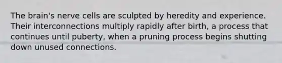 <a href='https://www.questionai.com/knowledge/kLMtJeqKp6-the-brain' class='anchor-knowledge'>the brain</a>'s nerve cells are sculpted by heredity and experience. Their interconnections multiply rapidly after birth, a process that continues until puberty, when a pruning process begins shutting down unused connections.