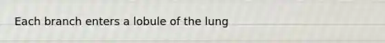 Each branch enters a lobule of the lung