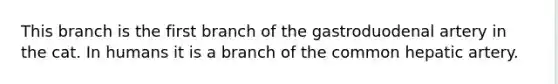 This branch is the first branch of the gastroduodenal artery in the cat. In humans it is a branch of the common hepatic artery.