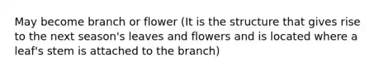 May become branch or flower (It is the structure that gives rise to the next season's leaves and flowers and is located where a leaf's stem is attached to the branch)