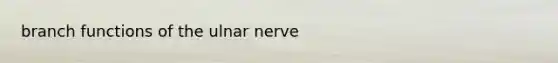 branch functions of the ulnar nerve