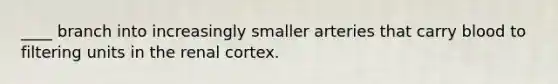 ____ branch into increasingly smaller arteries that carry blood to filtering units in the renal cortex.
