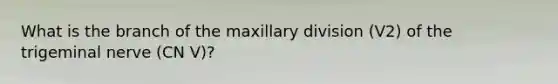 What is the branch of the maxillary division (V2) of the trigeminal nerve (CN V)?