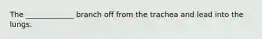 The _____________ branch off from the trachea and lead into the lungs.