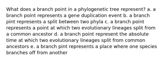 What does a branch point in a phylogenetic tree represent? a. a branch point represents a gene duplication event b. a branch pint represents a split between two phyla c. a branch point represents a point at which two evolutionary lineages split from a common ancestor d. a branch point represent the absolute time at which two evolutionary lineages split from common ancestors e. a branch pint represents a place where one species branches off from another