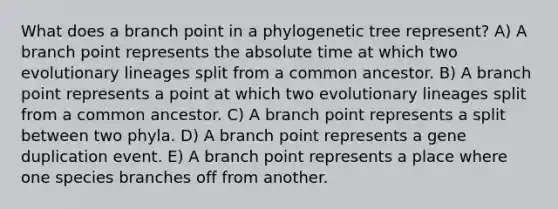 What does a branch point in a phylogenetic tree represent? A) A branch point represents the absolute time at which two evolutionary lineages split from a common ancestor. B) A branch point represents a point at which two evolutionary lineages split from a common ancestor. C) A branch point represents a split between two phyla. D) A branch point represents a gene duplication event. E) A branch point represents a place where one species branches off from another.