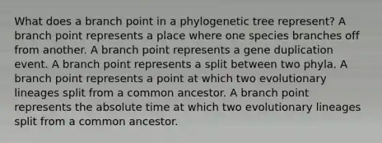 What does a branch point in a phylogenetic tree represent? A branch point represents a place where one species branches off from another. A branch point represents a gene duplication event. A branch point represents a split between two phyla. A branch point represents a point at which two evolutionary lineages split from a common ancestor. A branch point represents the absolute time at which two evolutionary lineages split from a common ancestor.