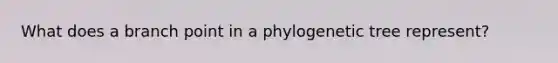 What does a branch point in a phylogenetic tree represent?