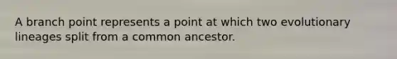 A branch point represents a point at which two evolutionary lineages split from a common ancestor.