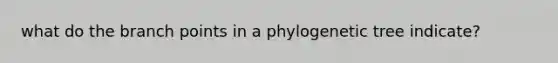 what do the branch points in a phylogenetic tree indicate?