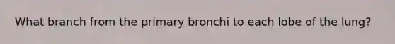 What branch from the primary bronchi to each lobe of the lung?