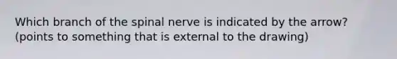 Which branch of the spinal nerve is indicated by the arrow? (points to something that is external to the drawing)