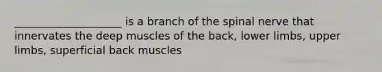 ____________________ is a branch of the spinal nerve that innervates the deep muscles of the back, <a href='https://www.questionai.com/knowledge/kF4ILRdZqC-lower-limb' class='anchor-knowledge'>lower limb</a>s, <a href='https://www.questionai.com/knowledge/kJyXBSF4I2-upper-limb' class='anchor-knowledge'>upper limb</a>s, superficial back muscles