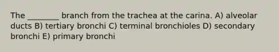 The ________ branch from the trachea at the carina. A) alveolar ducts B) tertiary bronchi C) terminal bronchioles D) secondary bronchi E) primary bronchi