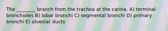 The ________ branch from the trachea at the carina. A) terminal bronchioles B) lobar bronchi C) segmental bronchi D) primary bronchi E) alveolar ducts