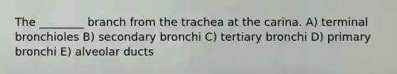 The ________ branch from the trachea at the carina. A) terminal bronchioles B) secondary bronchi C) tertiary bronchi D) primary bronchi E) alveolar ducts