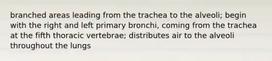 branched areas leading from the trachea to the alveoli; begin with the right and left primary bronchi, coming from the trachea at the fifth thoracic vertebrae; distributes air to the alveoli throughout the lungs