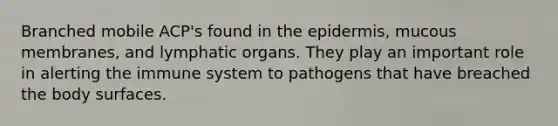 Branched mobile ACP's found in the epidermis, mucous membranes, and lymphatic organs. They play an important role in alerting the immune system to pathogens that have breached the body surfaces.