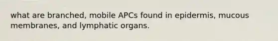 what are branched, mobile APCs found in epidermis, mucous membranes, and lymphatic organs.