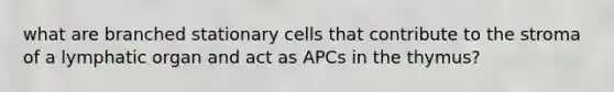 what are branched stationary cells that contribute to the stroma of a lymphatic organ and act as APCs in the thymus?