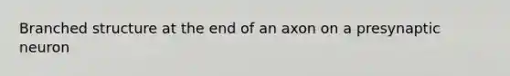 Branched structure at the end of an axon on a presynaptic neuron