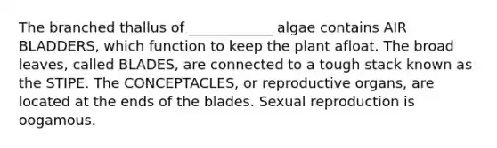 The branched thallus of ____________ algae contains AIR BLADDERS, which function to keep the plant afloat. The broad leaves, called BLADES, are connected to a tough stack known as the STIPE. The CONCEPTACLES, or reproductive organs, are located at the ends of the blades. Sexual reproduction is oogamous.