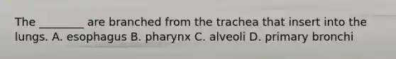 The ________ are branched from the trachea that insert into the lungs. A. esophagus B. pharynx C. alveoli D. primary bronchi