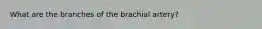 What are the branches of the brachial artery?