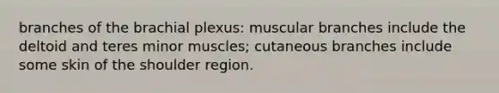 branches of the brachial plexus: muscular branches include the deltoid and teres minor muscles; cutaneous branches include some skin of the shoulder region.