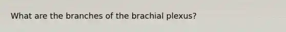 What are the branches of the brachial plexus?