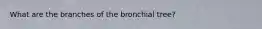 What are the branches of the bronchial tree?