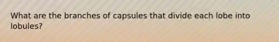 What are the branches of capsules that divide each lobe into lobules?