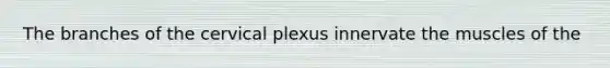 The branches of the cervical plexus innervate the muscles of the