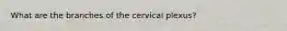 What are the branches of the cervical plexus?