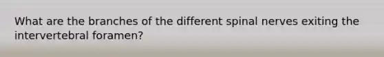 What are the branches of the different spinal nerves exiting the intervertebral foramen?