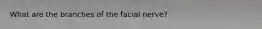 What are the branches of the facial nerve?