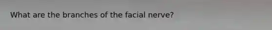 What are the branches of the facial nerve?