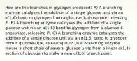 How are the branches in glycogen produced? A) A branching enzyme catalyses the addition of a single glucose unit via an α(1,6) bond to glycogen from a glucose-1-phosphate, releasing Pi. B) A branching enzyme catalyses the addition of a single glucose unit via an α(1,6) bond to glycogen from a glucose-6-phosphate, releasing Pi. C) A branching enzyme catalyses the addition of a single glucose unit via an α(1,6) bond to glycogen from a glucose-UDP, releasing UDP. D) A branching enzyme moves a short chain of several glucose units from a linear α(1,4) section of glycogen to make a new α(1,6) branch point.